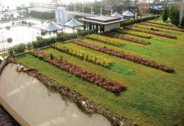 Yeşil (Bitkilendirilmiş) Çatılar